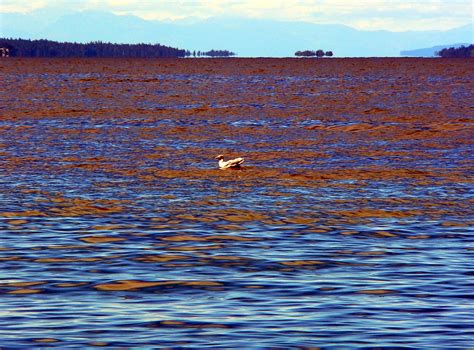 Summer Illusion 2025